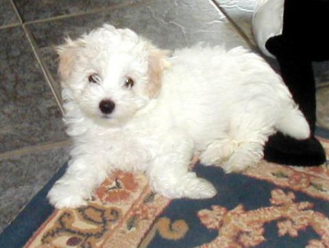 Tri color coton de tulear best sale for sale